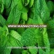 Dried Mint Leaves Powder